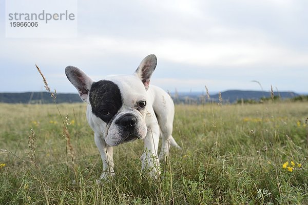 Sieben Monate alte Französische Bulldogge auf einer Wiese