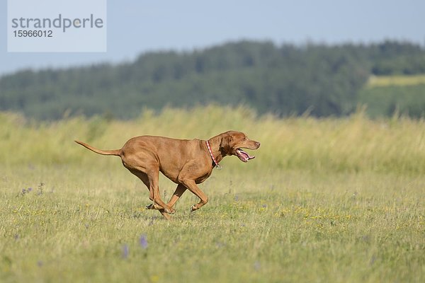 Magyar Vizsla rennt auf einer Wiese