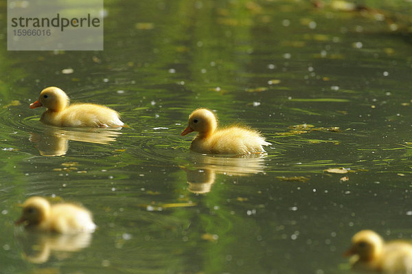 Pekingenten-Küken im Wasser