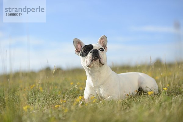 Sieben Monate alte Französische Bulldogge liegt auf einer Wiese