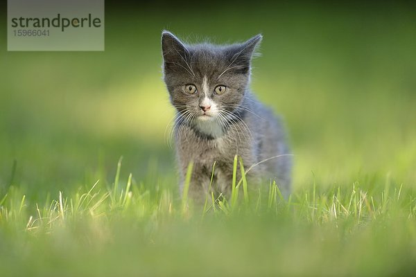 Katzenjunges auf einer Wiese