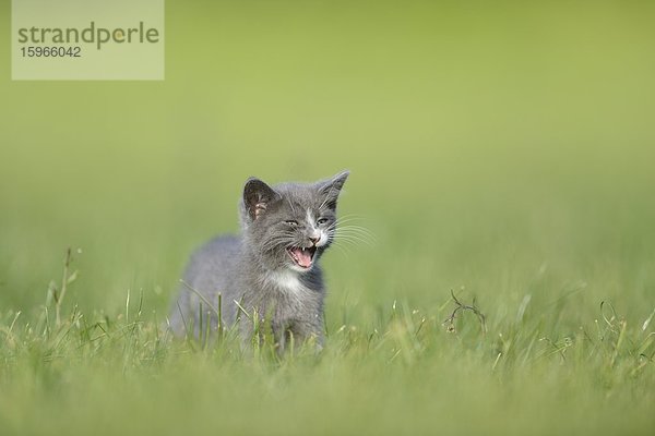 Katzenjunges auf einer Wiese