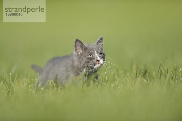 Katzenjunges auf einer Wiese