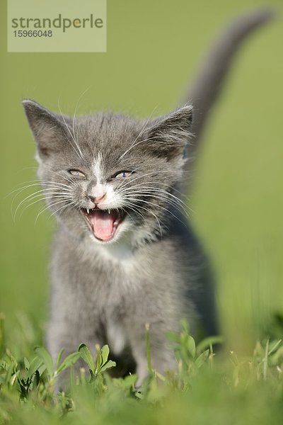 Katzenjunges auf einer Wiese