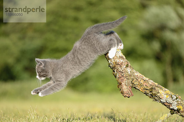 Katzenjunges springt von einem Ast