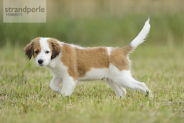 Kooikerhondje-Welpe steht auf einer Wiese