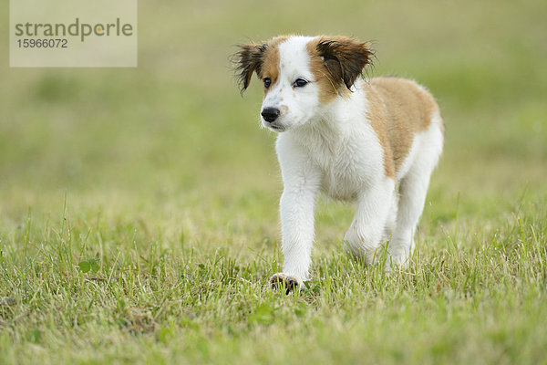 Kooikerhondje-Welpe rennt auf einer Wiese