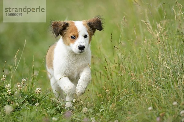 Kooikerhondje-Welpe rennt auf einer Wiese