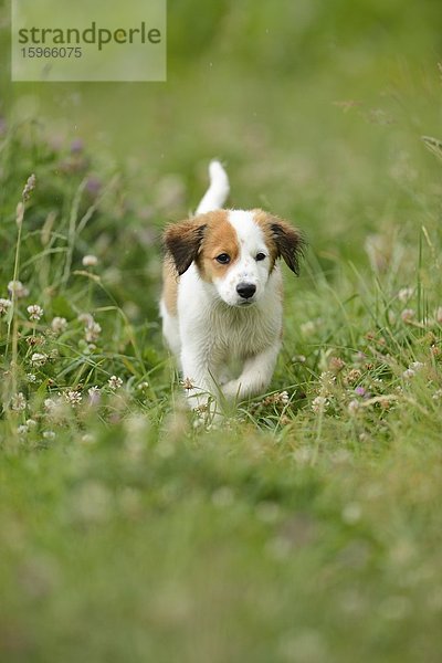 Kooikerhondje-Welpe rennt auf einer Wiese