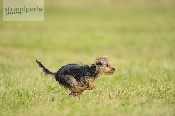 Yorkshireterrier-Welpe rennt auf einer Wiese