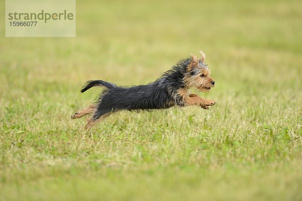 Yorkshireterrier-Welpe rennt auf einer Wiese