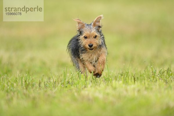 Yorkshireterrier-Welpe rennt auf einer Wiese