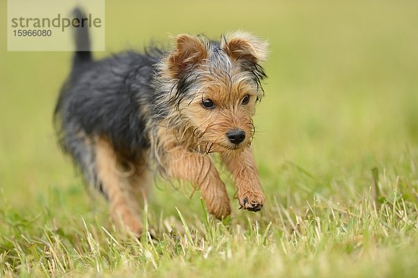 Yorkshireterrier-Welpe rennt auf einer Wiese