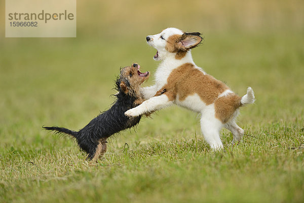 Kooikerhondje und Yorkshireterrier-Welpen spielen auf einer Wiese