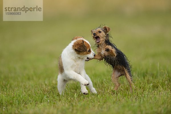 Kooikerhondje und Yorkshireterrier-Welpen spielen auf einer Wiese