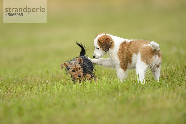 Kooikerhondje und Yorkshireterrier-Welpen spielen auf einer Wiese