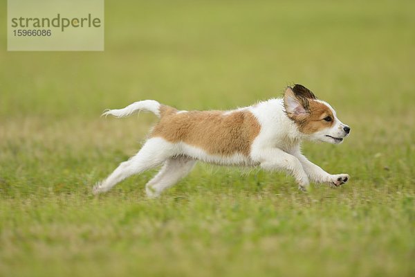 Kooikerhondje-Welpe rennt auf einer Wiese