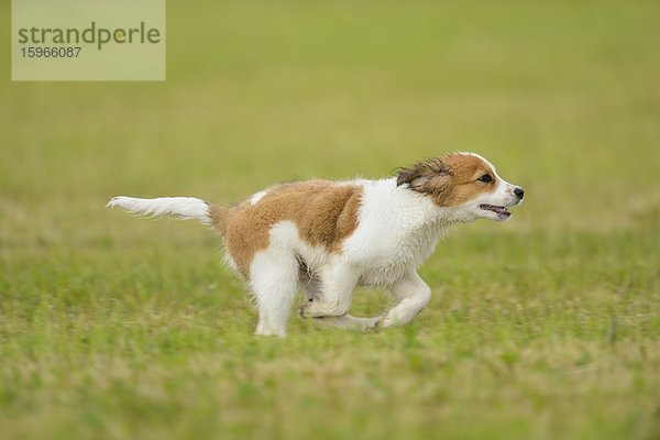 Kooikerhondje-Welpe rennt auf einer Wiese