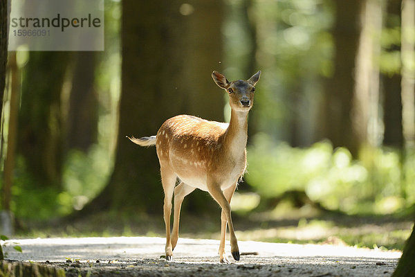 Damhirsch steht in einem Wald