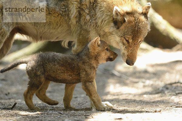 Grauer Wolfswelpe mit seiner Mutter