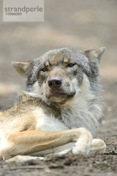 Portrait eines Grauwolfs