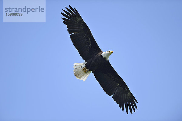 Fliegender Weißkopfseeadler