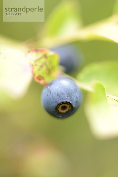 Close-up einer Blaubeere