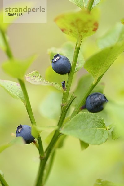 Close-up einer Blaubeere