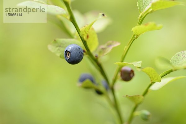 Close-up einer Blaubeere