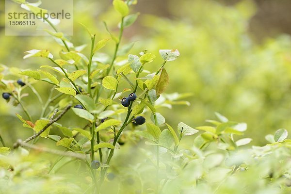 Close-up einer Blaubeere