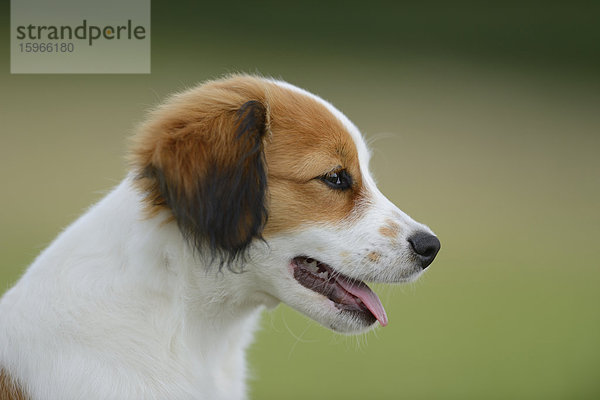 Nederlandse Kooikerhondje  Oberpfalz  Bayern  Deutschland  Europa