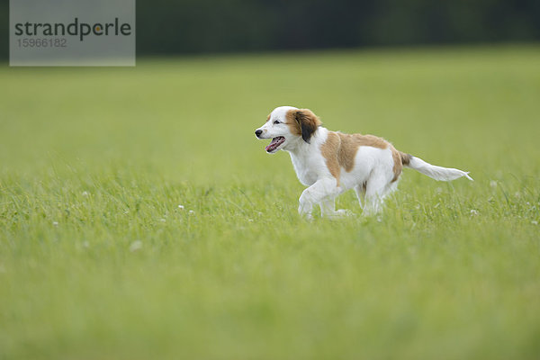 Nederlandse Kooikerhondje  Oberpfalz  Bayern  Deutschland  Europa