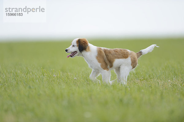 Nederlandse Kooikerhondje  Oberpfalz  Bayern  Deutschland  Europa