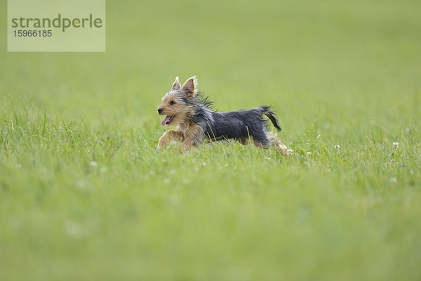 Yorkshire Terrier  Oberpfalz  Bayern  Deutschland  Europa