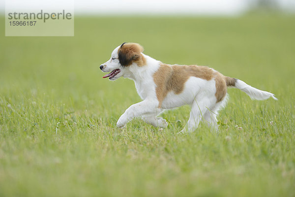 Nederlandse Kooikerhondje  Oberpfalz  Bayern  Deutschland  Europa