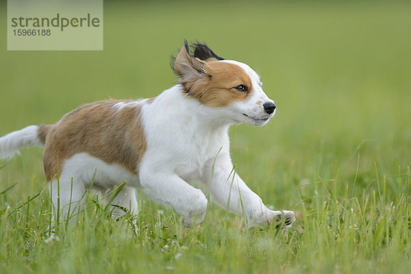 Nederlandse Kooikerhondje  Oberpfalz  Bayern  Deutschland  Europa