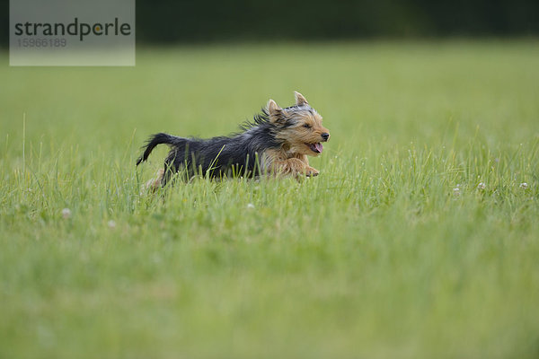 Yorkshire Terrier  Oberpfalz  Bayern  Deutschland  Europa