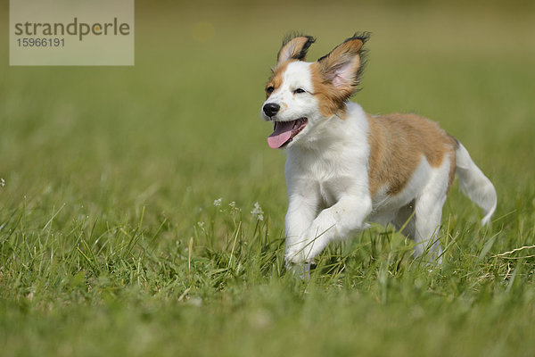 Nederlandse Kooikerhondje  Oberpfalz  Bayern  Deutschland  Europa