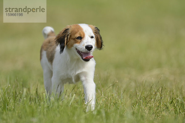 Nederlandse Kooikerhondje  Oberpfalz  Bayern  Deutschland  Europa