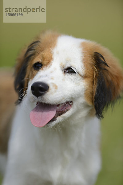 Nederlandse Kooikerhondje  Oberpfalz  Bayern  Deutschland  Europa