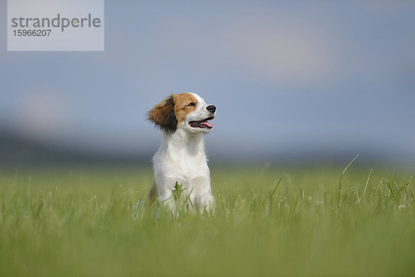 Nederlandse Kooikerhondje  Oberpfalz  Bayern  Deutschland  Europa