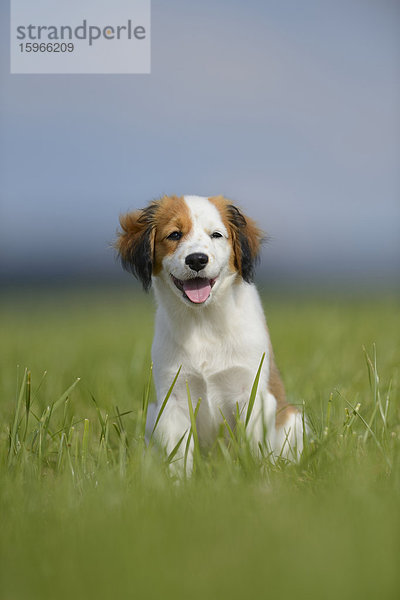 Nederlandse Kooikerhondje  Oberpfalz  Bayern  Deutschland  Europa