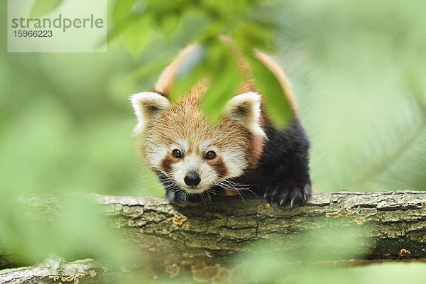 Kleiner Panda auf einem Ast