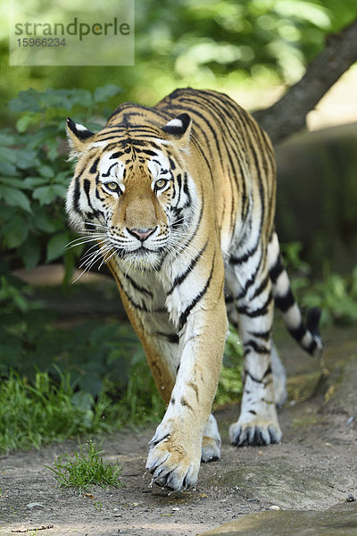 Sibirischer Tiger geht