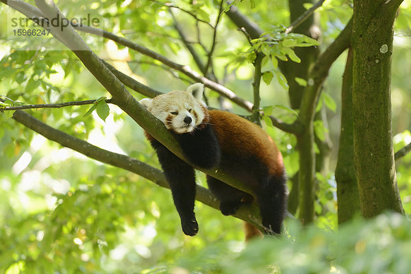 Kleiner Panda liegt auf einem Ast