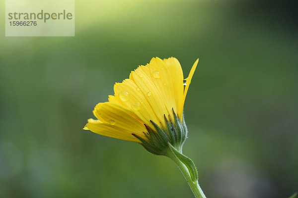 Close-up einer Ringeblumen-Blüte