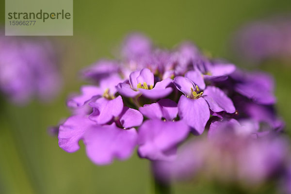 Close-up einer Doldigen Schleifenblume