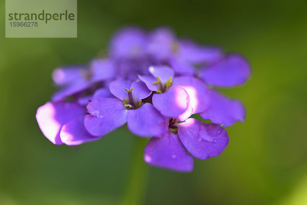 Close-up einer Doldigen Schleifenblume