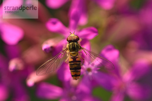 Schwebfliege auf einer Nelken-Leimkrautblüte