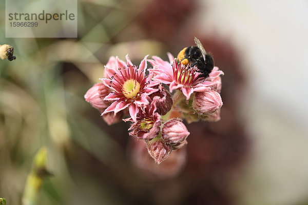 Dunkle Erdhummel auf einer Hauswurzblüte